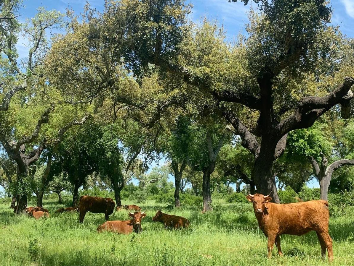 Herdade Da Maridona - Agroturismo 에스트레모즈 외부 사진
